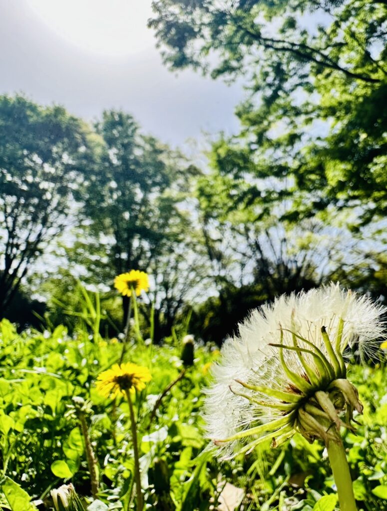 晴天の青空の公園の、たんぽぽとたんぽぽの綿毛の下から写した写真