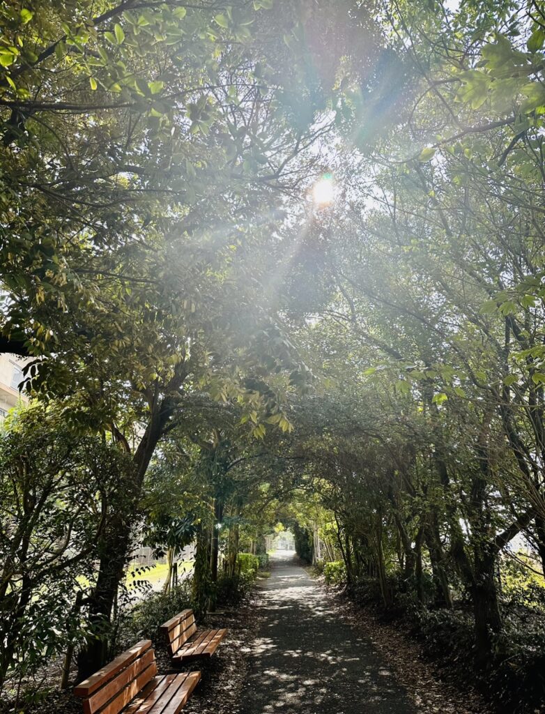 朝日が眩しく輝く、公園の緑道