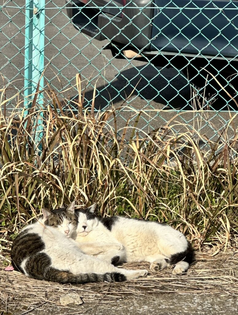 猫が二匹寄り添って眠っている様子