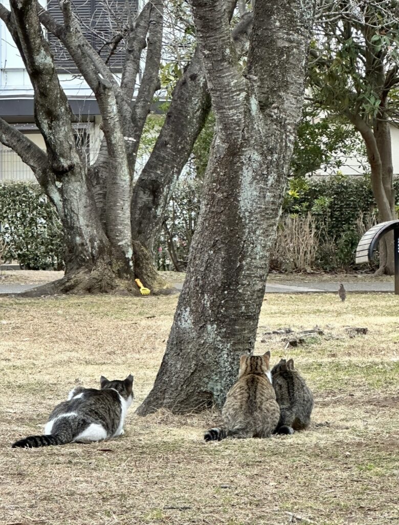 公園で猫が三匹、遠くにいる鳩を観察している様子