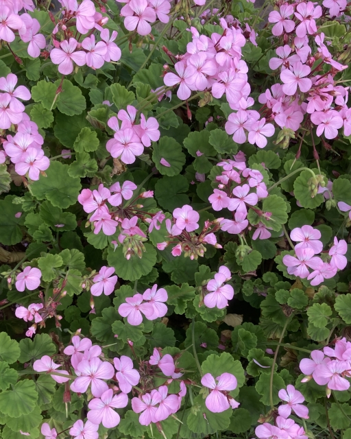 外で沢山のピンク色のゼラニウムが花開いている様子