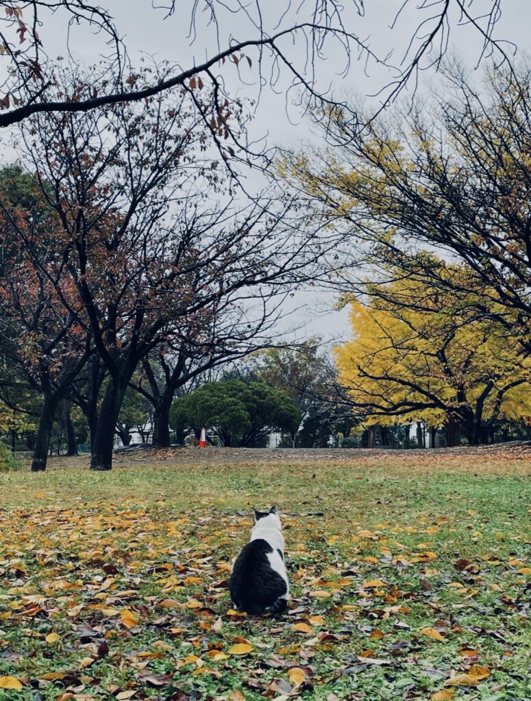 枯れ木と落ち葉と後ろを向いたネコ。