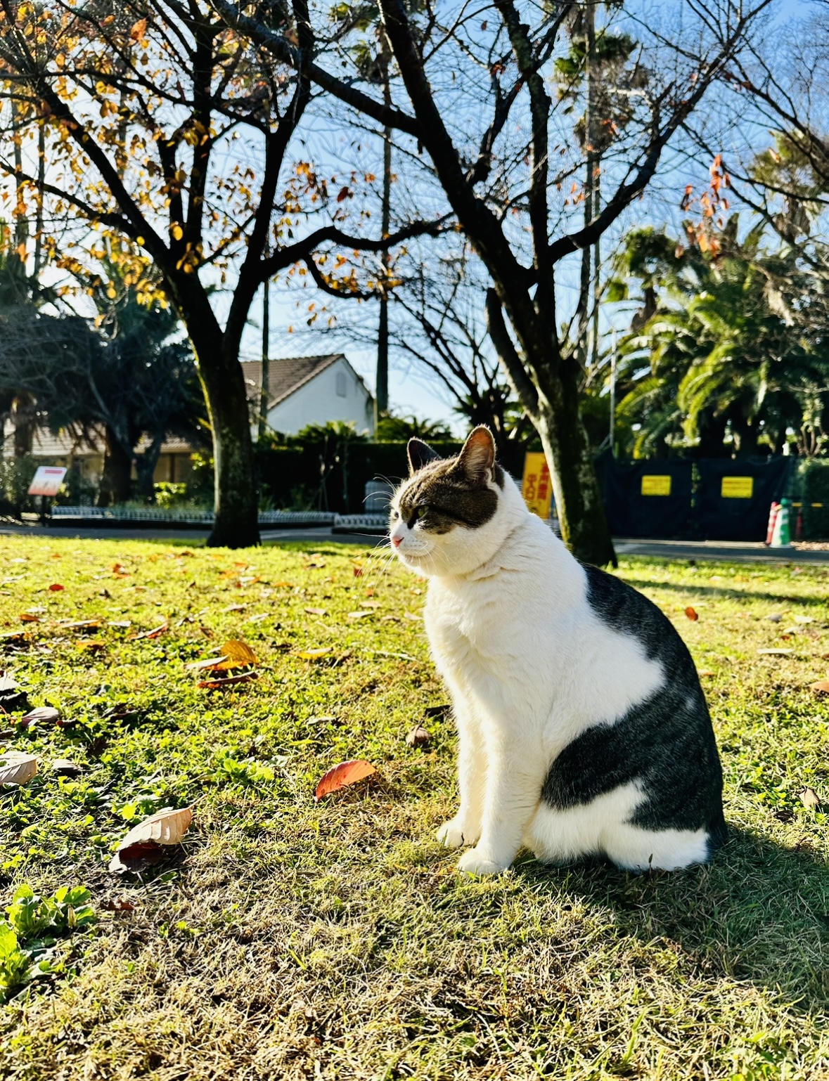 背筋を伸ばした猫が真っ直ぐと前を見つめている様子。